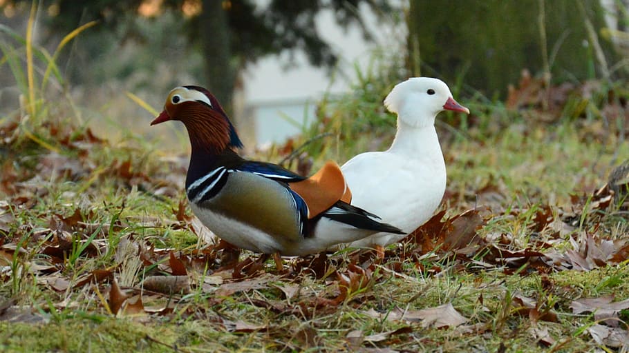 mandarin, color, white, bird, animal themes, animal wildlife HD wallpaper