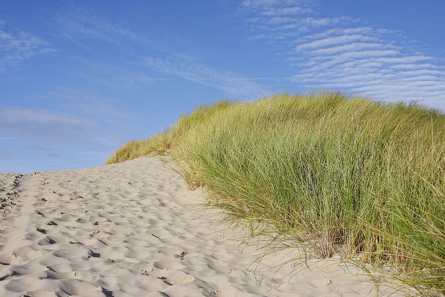 HD wallpaper: white sand beside green grasses, beach, dune, north sea ...