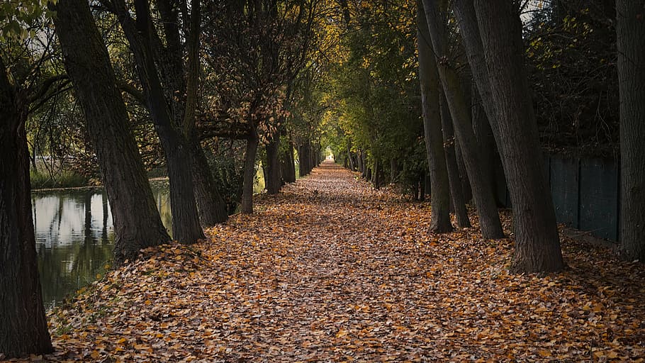 autumn, path, park, alameda, trees, landscape, nature, forest HD wallpaper