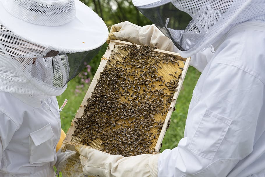 person holding beehives during daytime, beekeeper, bees, bee breeding HD wallpaper