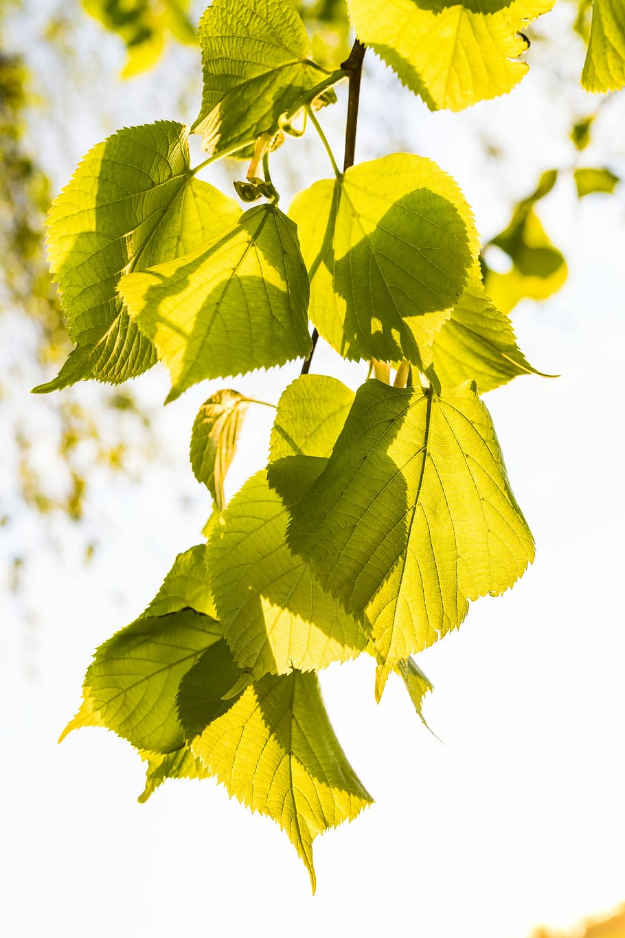 leaves, light on, mood, structure, fine, details, tree, nature HD wallpaper