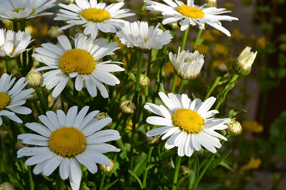 daisy, flowers, white, daisies, blossoms, petals, blooms, blooming HD wallpaper