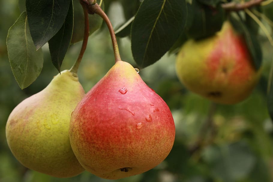 closeup photo of red and yellow fruit, pear, pears, food and drink HD wallpaper