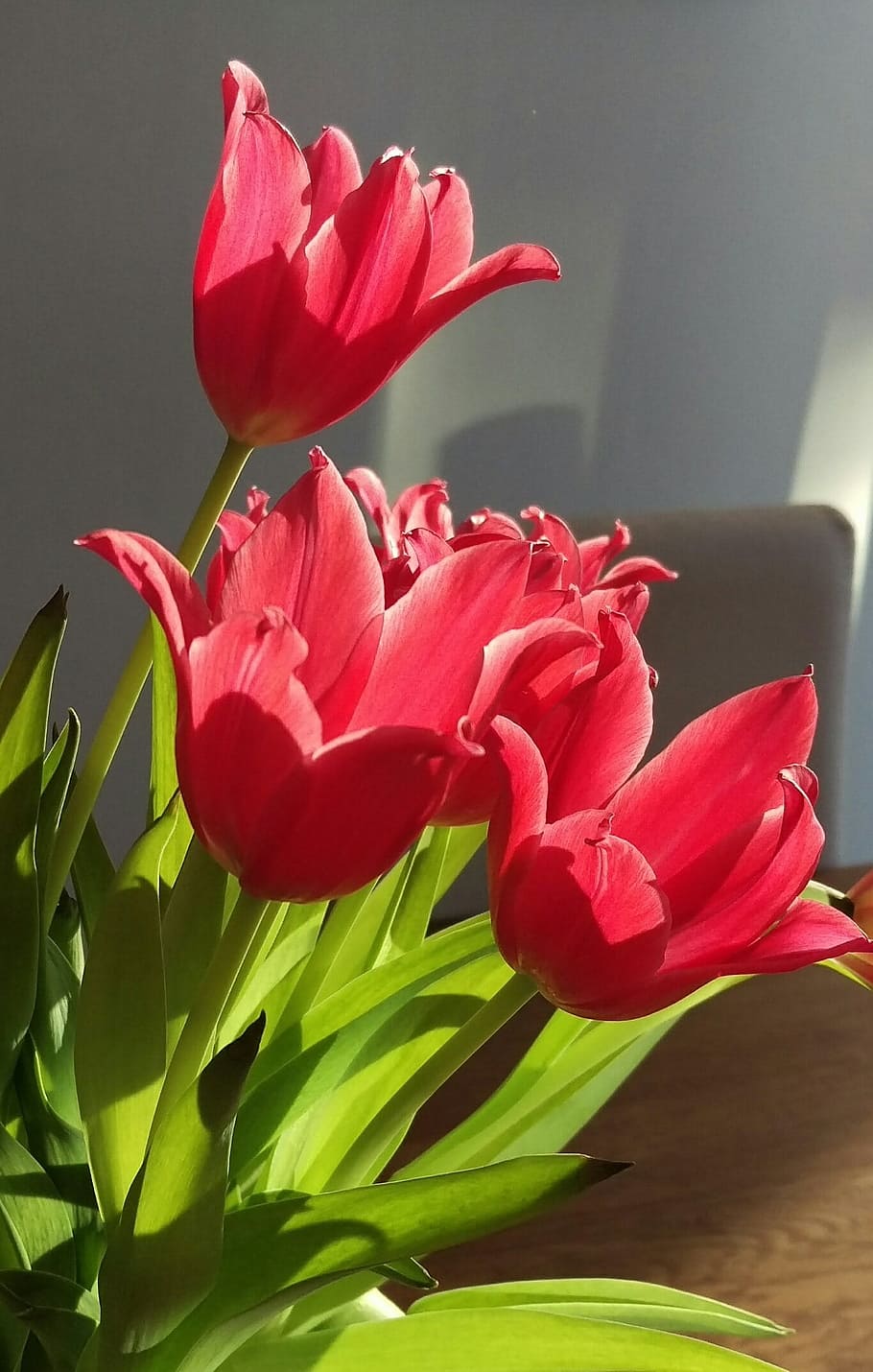 Tulips, Spring, Bouquet, flower, petal, red, fragility, freshness HD wallpaper