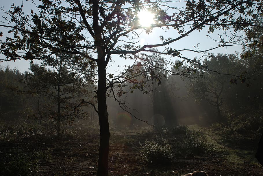 tree, wood, fall, sun, day, sun rays, forest, nature, silhouette HD wallpaper