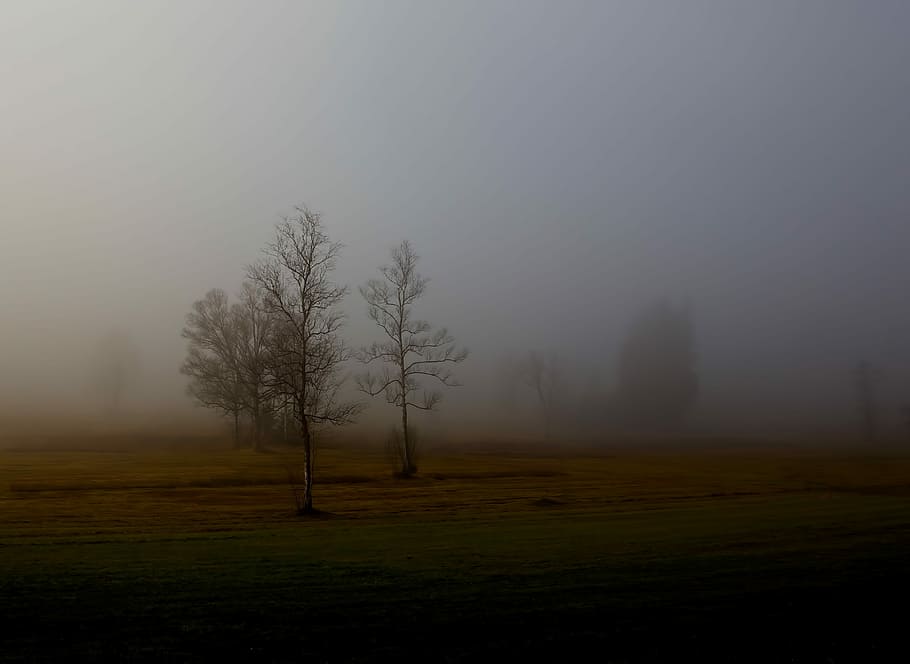 bare trees covered with fog, photography of bale tree surrounded with fogs HD wallpaper