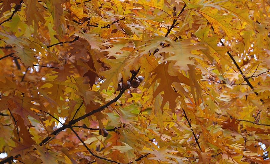 nature, trees, forest, living nature, fruit, beauty, yellow HD wallpaper