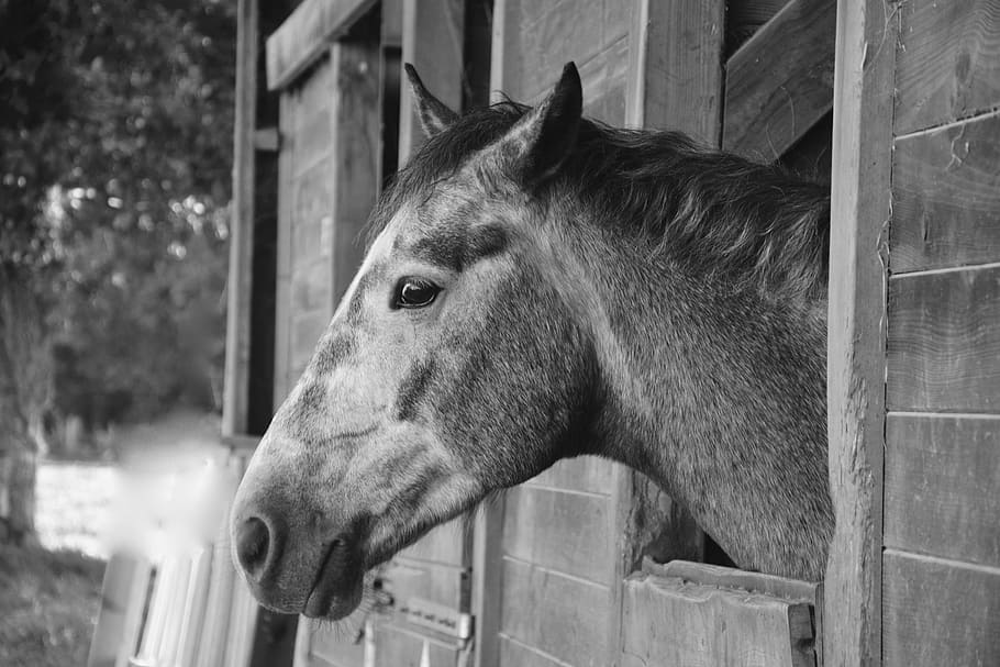 horse, photo black white, head profile, nature, head horse, HD wallpaper