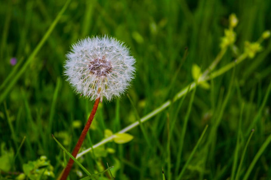 plant, down, green, grass, dandelions, fluffy, greens, flower HD wallpaper