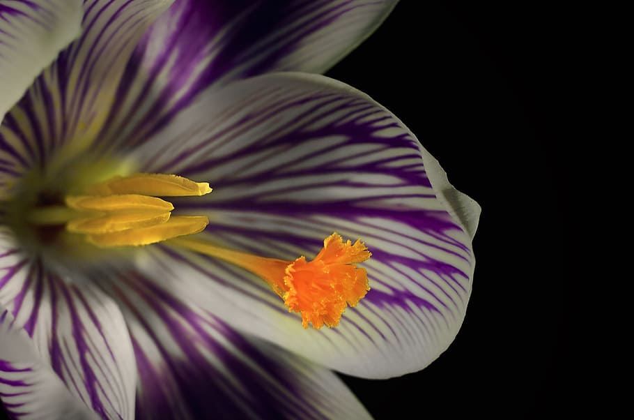 crocus, blossom, bloom, close, spring, purple, flower, frühlingsanfang HD wallpaper
