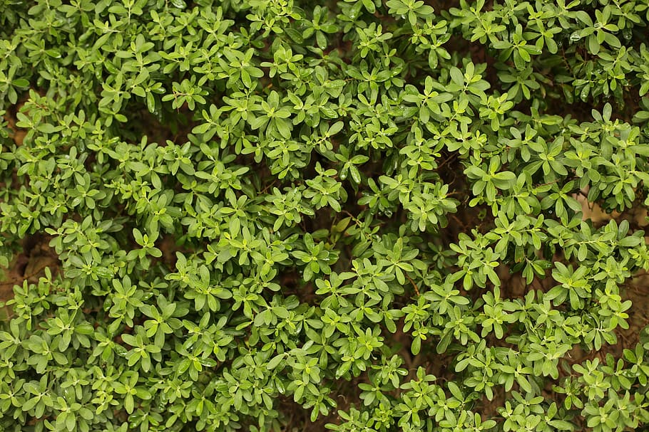 plants, leaves, green color, growth, full frame, plant part HD wallpaper