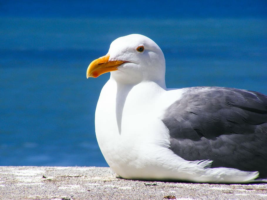 Sea Gulls, seagull, bird, feather, water, ocean, seagulls, pacific HD wallpaper