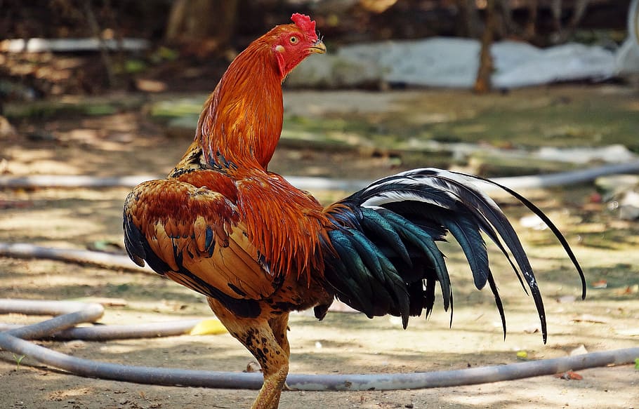 cockerel, chicken, rooster, bird, poultry, agriculture, fowl HD wallpaper