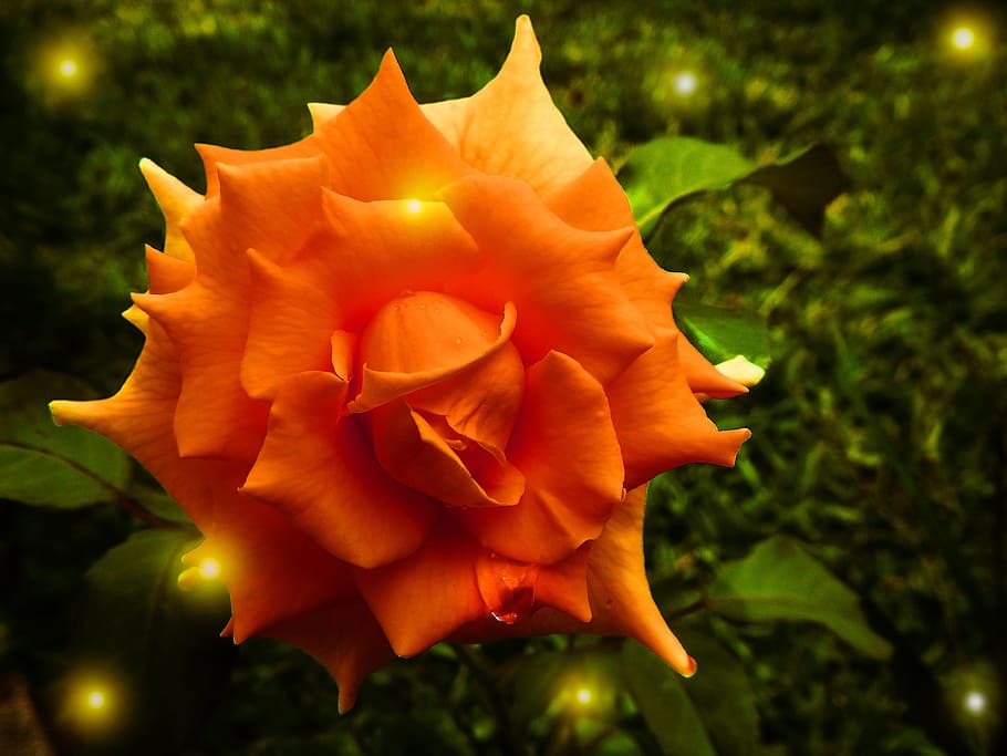 rose, fireflies, garden, illusion, flowering plant, beauty in nature HD wallpaper