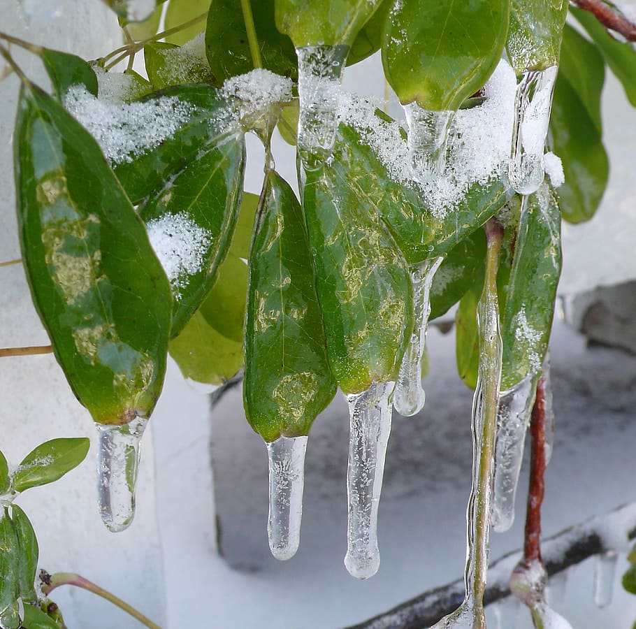 icicles, zing rain, leaves, vine, winter, cold, weather, frost HD wallpaper