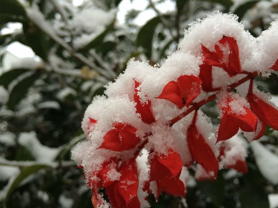 snowflake, plant, color, christmas, winter, tree, branch, nature HD wallpaper