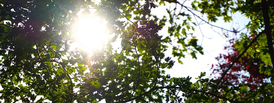 nature, sun, tree, plant, growth, sunlight, low angle view HD wallpaper