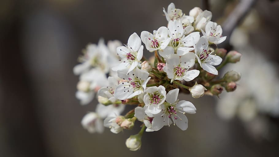 blooms, spring, white, yellow plum, a small point fruit plants HD wallpaper