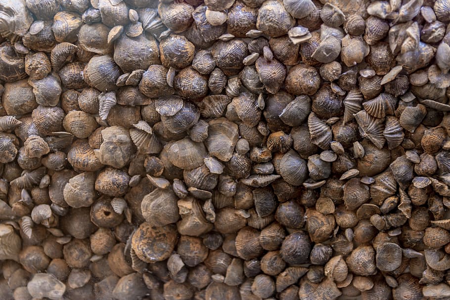 shells, crustaceans, the background, marine, sea, seashell HD wallpaper