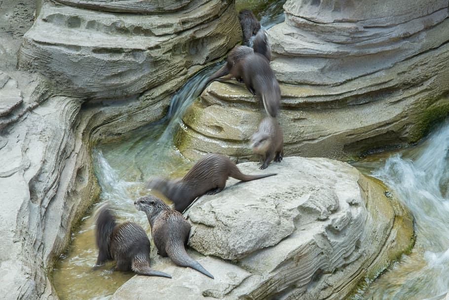 otter, dwarf, motion, zoo, fur, mammal, nature, wildlife, animal HD wallpaper