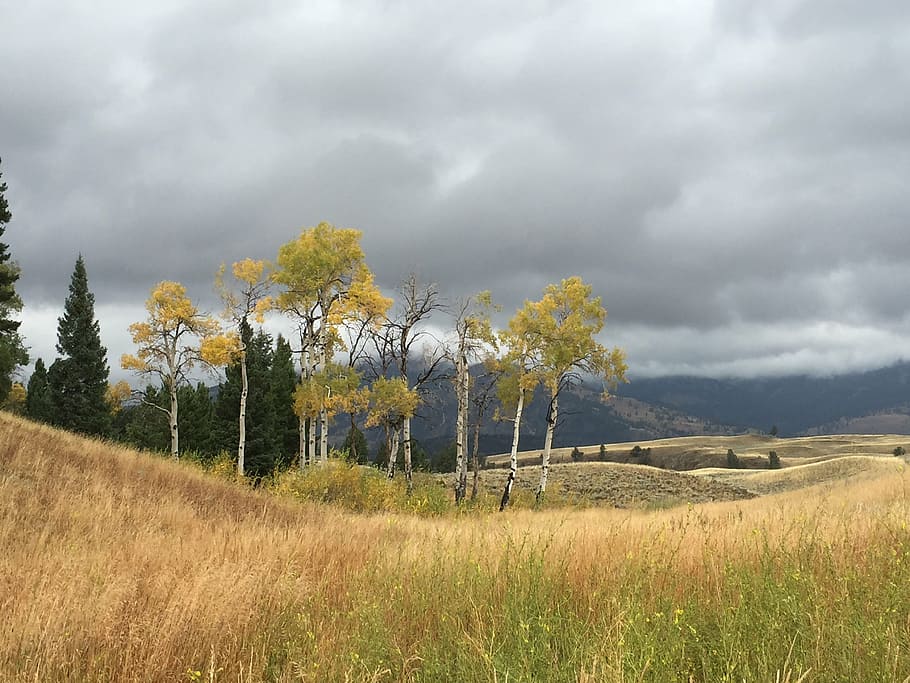 storm, trees, landscape, weather, nature, rural Scene, meadow HD wallpaper