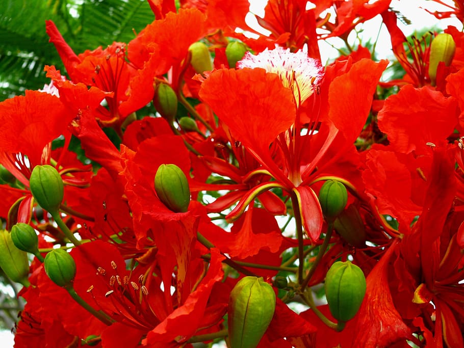 flower, red, bloom, delonix regia, flowering plant, fabaceae, HD wallpaper