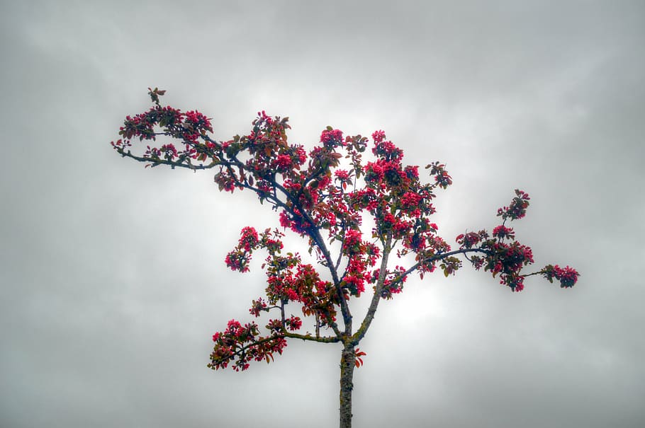 tree, sky, grey, nature, branches, flower, flowering, fruit tree HD wallpaper