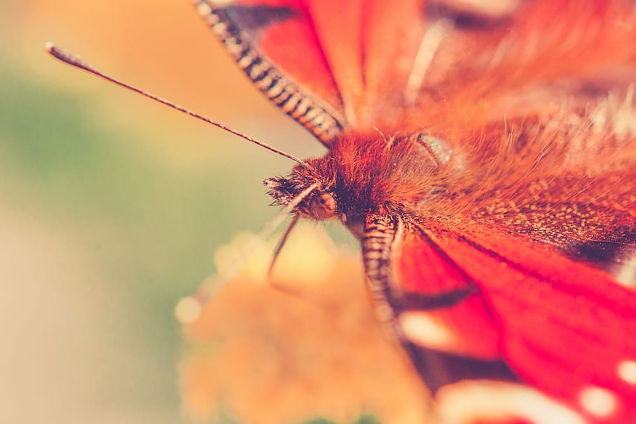 orange butterfly, close, insect, nature, summer, macro, animal HD wallpaper