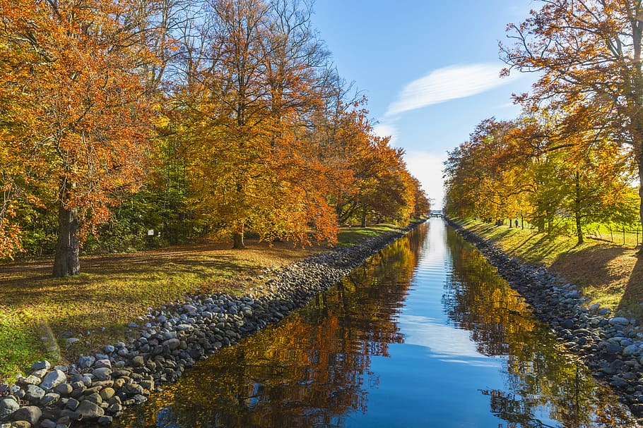 Maple Tree and Body of Water Photo, autumn, canal, fall, landscape HD wallpaper