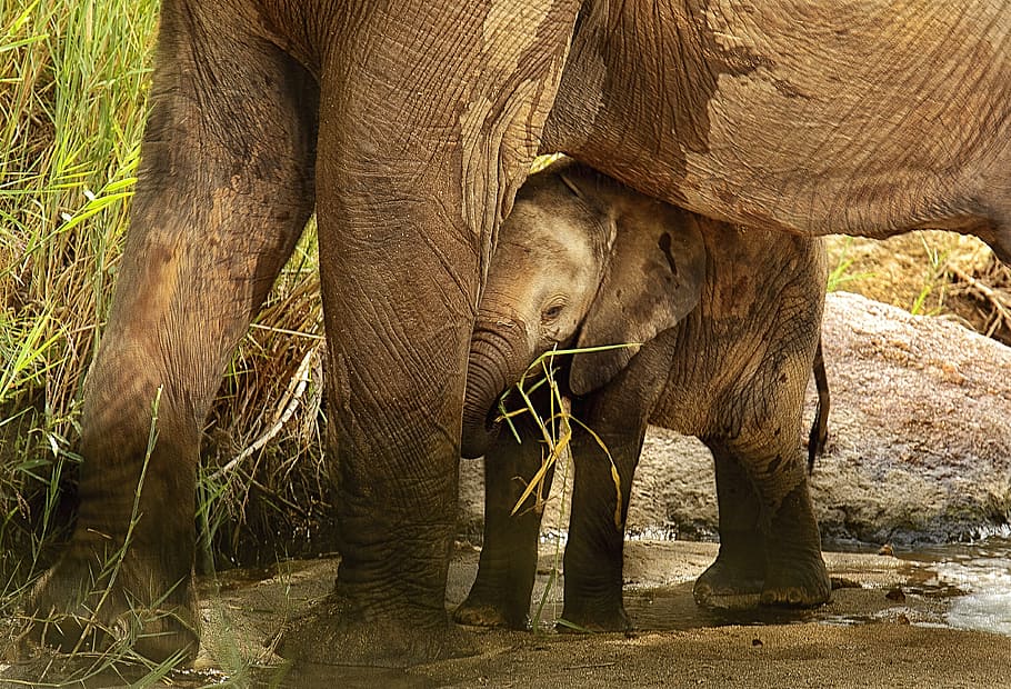 two brown elephants during daytime, elephant calf, sheltered HD wallpaper