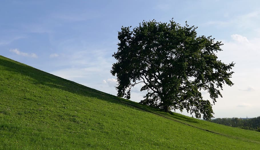 tree, hill, slope, meadow, green, sky, landscape, plant, grass HD wallpaper