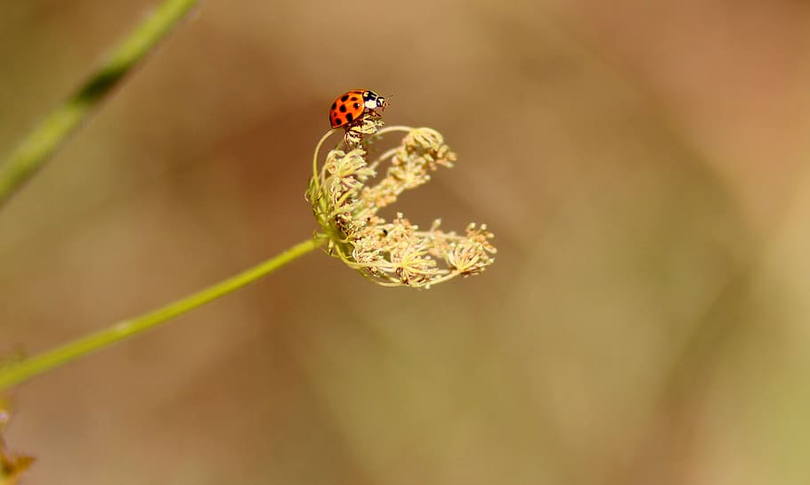 red and black ladybug on flower, baja, plant, insecta, animal themes HD wallpaper
