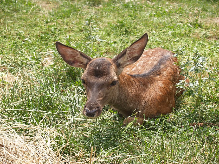 deer, green, kid, nature, green grass, sunshine, bambi, resting HD wallpaper