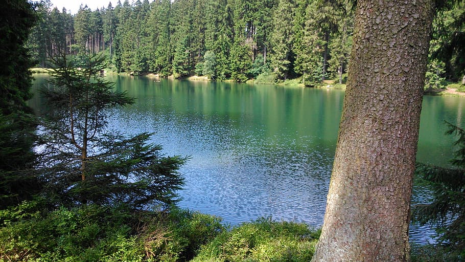 summer, resin, lake, nature, forest, tree, water, scenics, landscape HD wallpaper