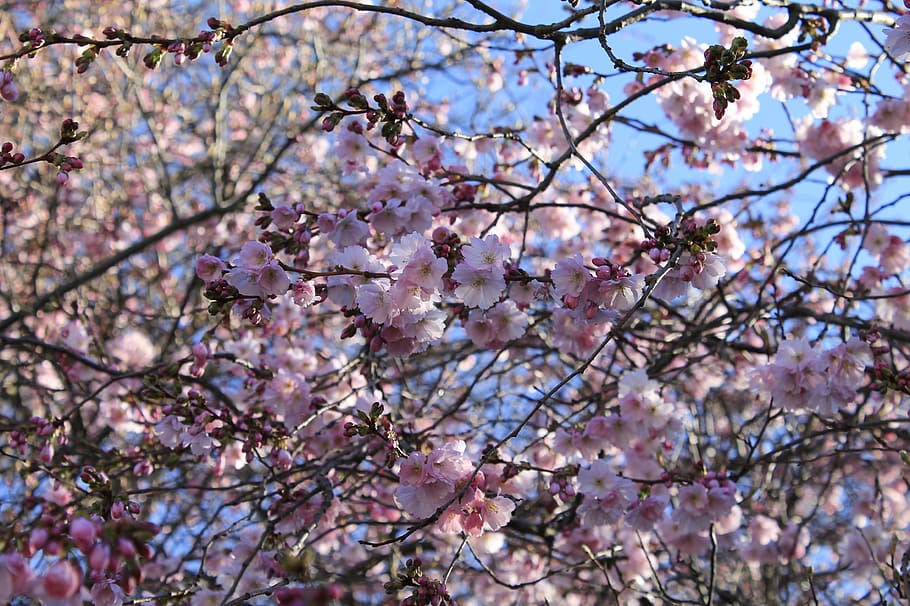 cherry blossoms, flowers, tree, spring, pink, nature, beautiful HD wallpaper