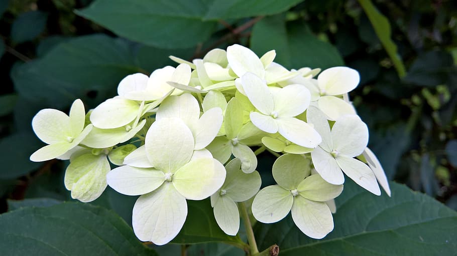 hydrangea, garden, flowers, nature, summer, blossom, bloom HD wallpaper