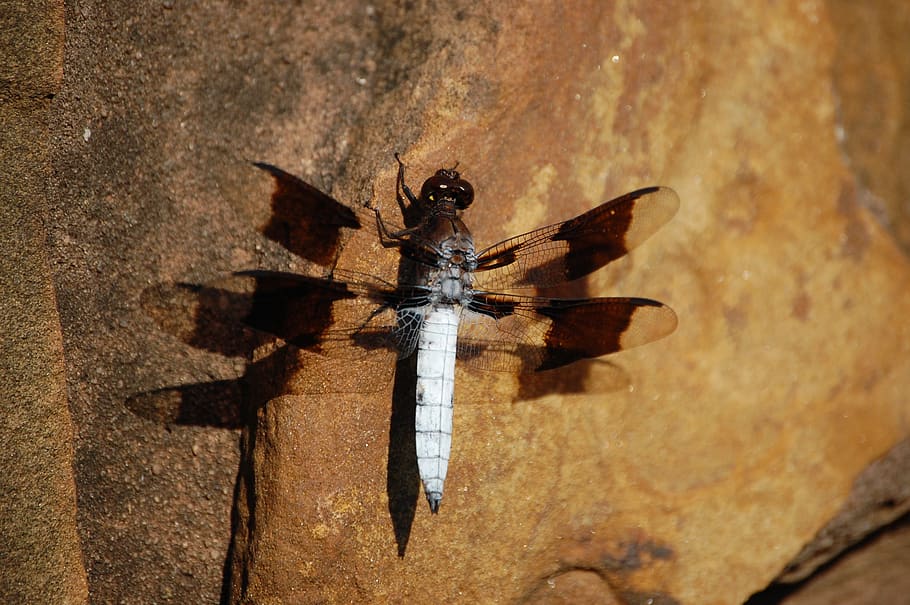 dragonfly, rock, nature, insect, invertebrate, animal themes HD wallpaper