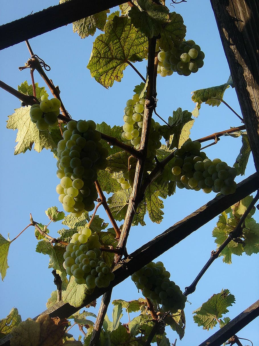 cluster, grapevine, fruit, autumn, nature, tree, sky, vineyard HD wallpaper