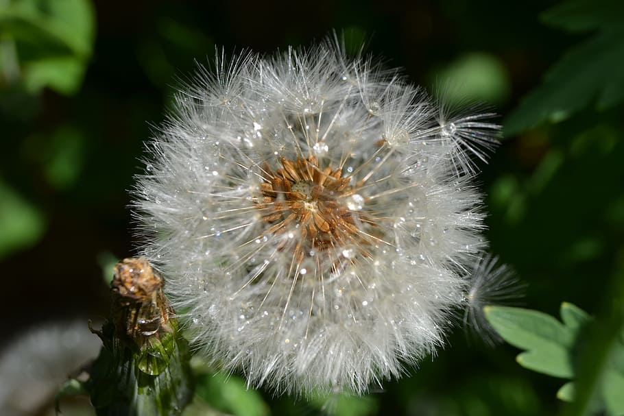 Dandelion, Seed, Head, Close-Up, green, detail, blow, flower HD wallpaper