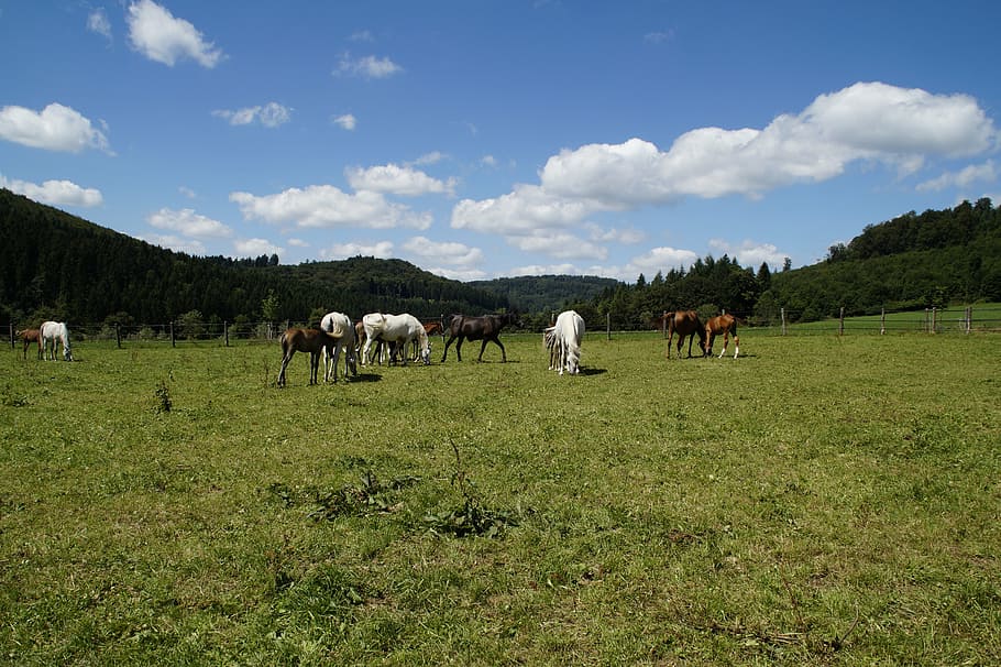 mares, foal, arabs, breeding, mold, horse breed, arab breed HD wallpaper