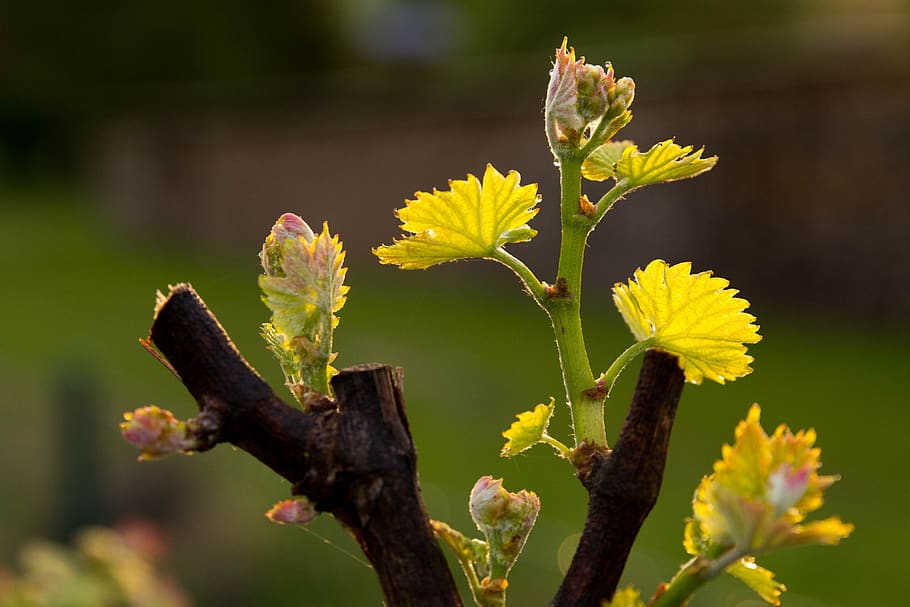grape, backlighting, evening, foliation, spring, flower, flowering plant HD wallpaper