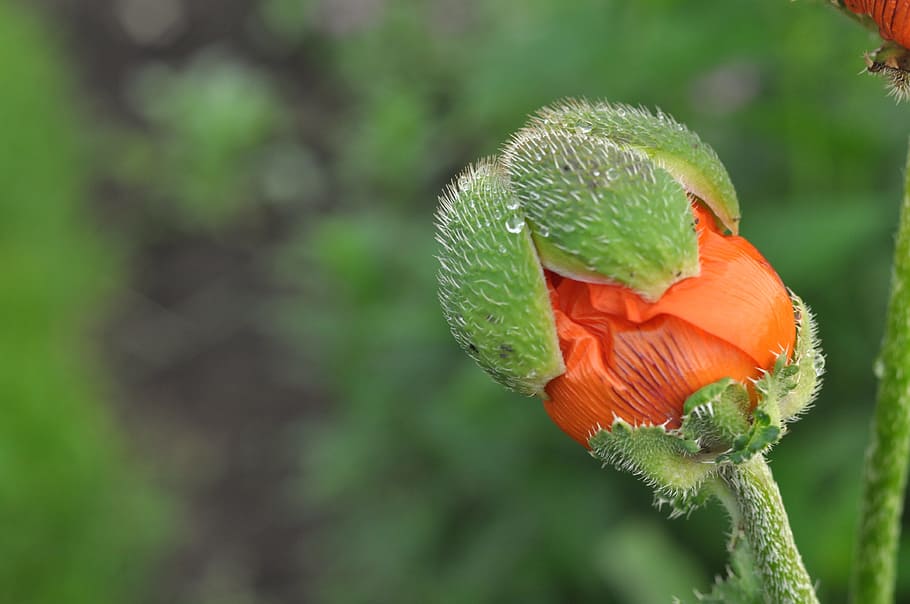 macro photography of orange poppy flower bud, strength, growth HD wallpaper