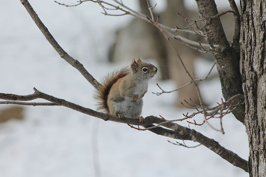 winter, squirrel, tree, wild, animal wildlife, branch, animal themes HD wallpaper