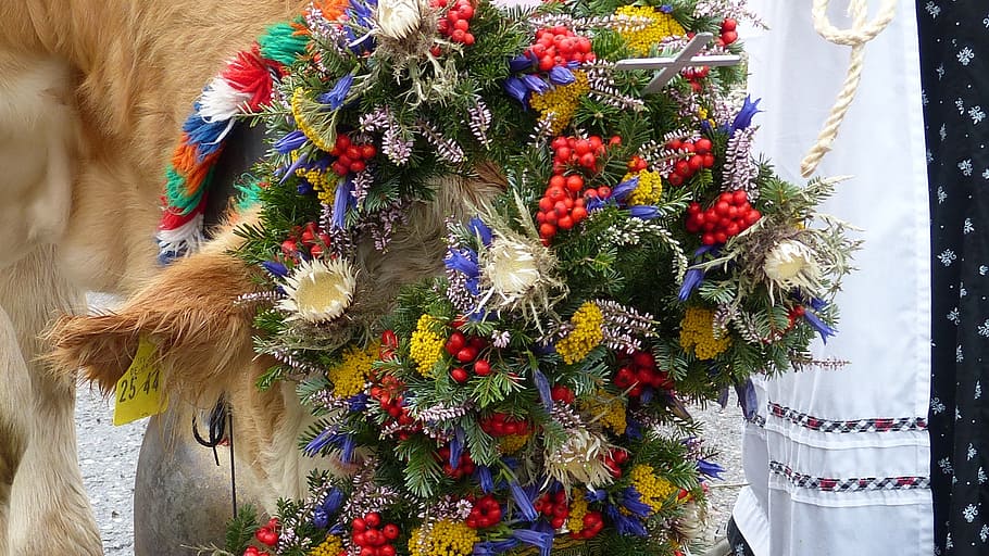 allgäu, nesselwang, viehscheid, cow, headdress, christmas