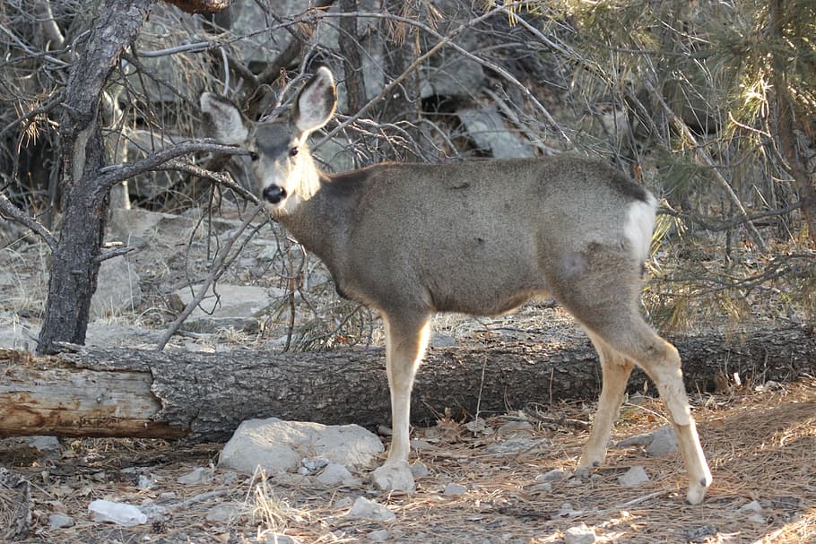Mule Deer, Doe, Animal, Wildlife, nature, brown, mammal, cautious HD wallpaper