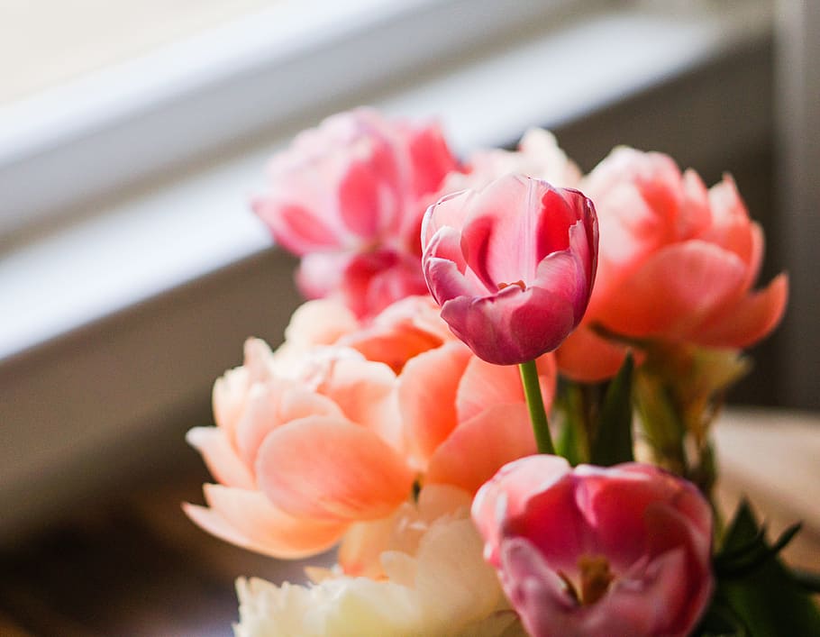 Close Photography of Red Flower in Vase, bloom, blossom, bouquet HD wallpaper
