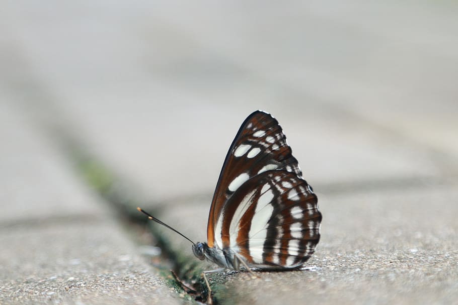 butterfly, flying, ghost tiger, invertebrate, animal wildlife HD wallpaper