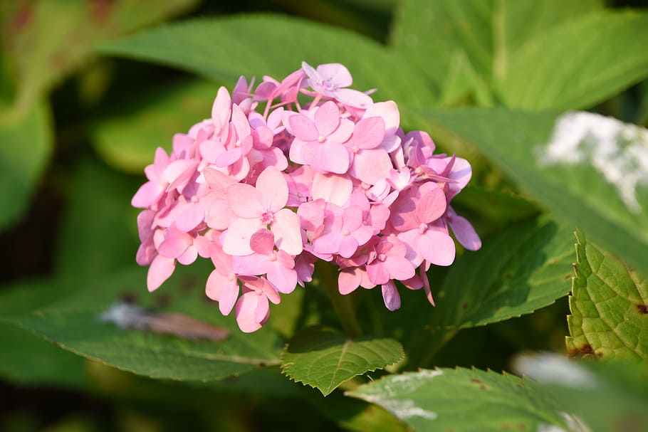 hydrangea viburnum, flower, pink, sunshine, flowering plant, HD wallpaper