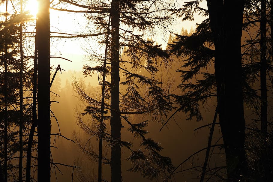 forest, trees, landscape, winter, forests, fog, grove of trees HD wallpaper
