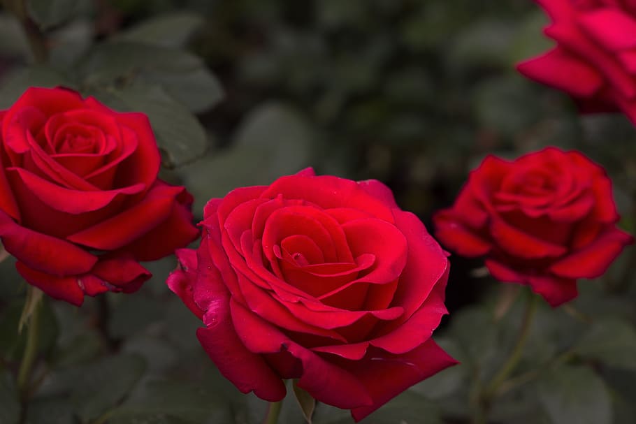 three red rose flowers focus photography, vibrant, red roses, HD wallpaper
